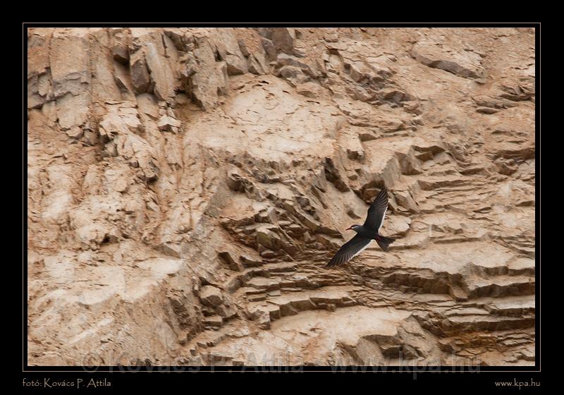 Ballestas Islands 043.jpg